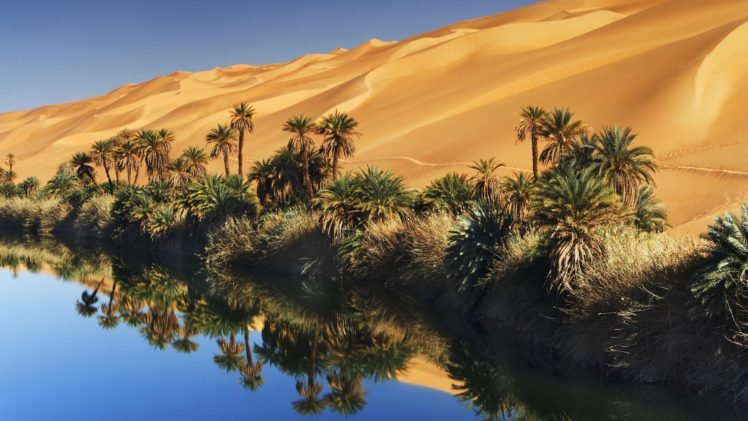 oases, Palm trees HD Wallpaper Desktop Background