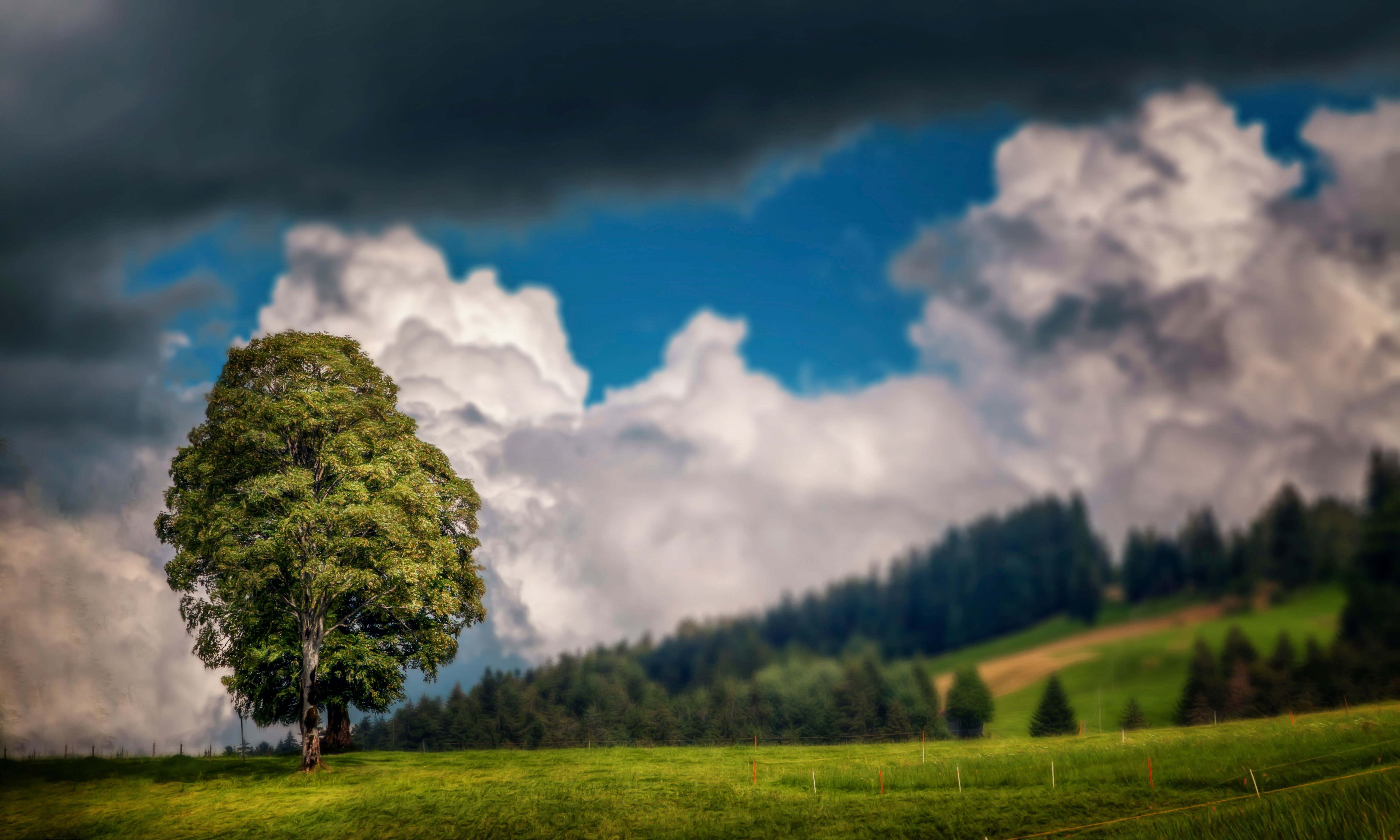 природа деревья облака nature trees clouds загрузить