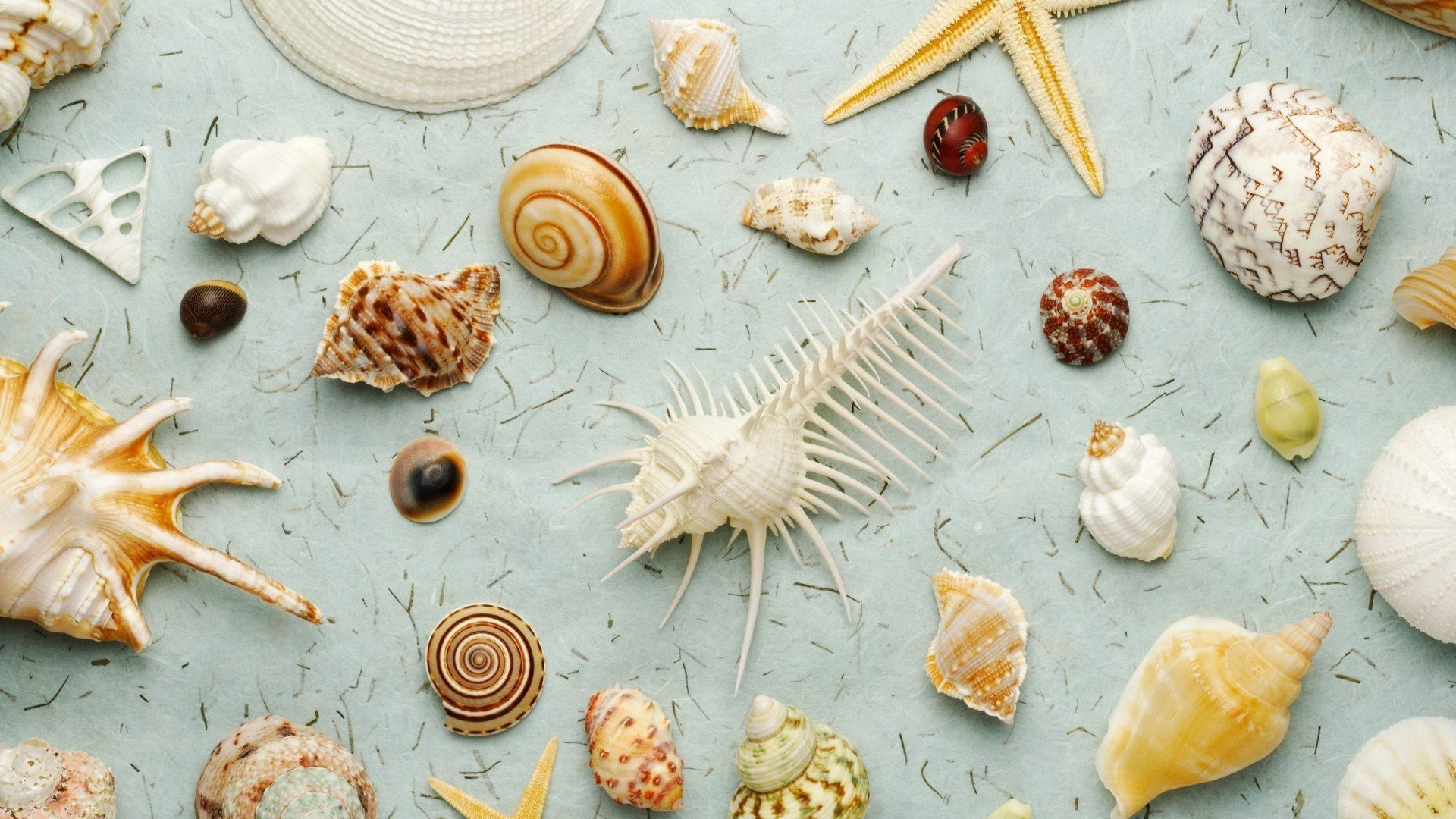 seashells Wallpaper