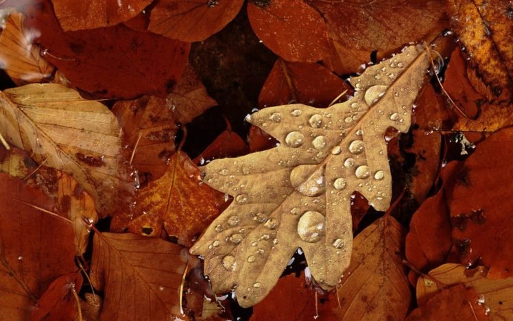 macro, Leaves, Water drops HD Wallpaper Desktop Background