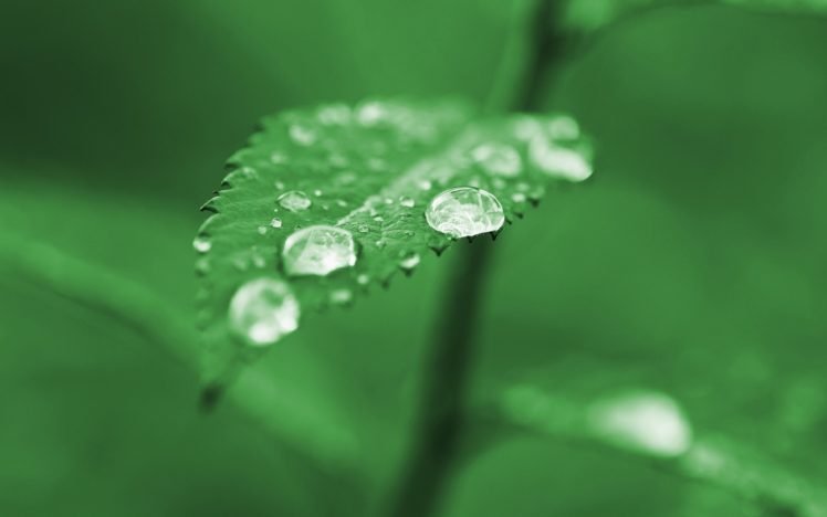 water drops, Leaves HD Wallpaper Desktop Background