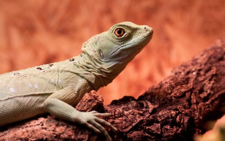 reptile, Lizards, Branch HD Wallpaper Desktop Background