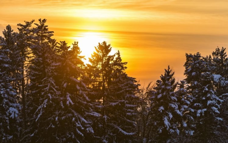 trees, Snow, Sun HD Wallpaper Desktop Background