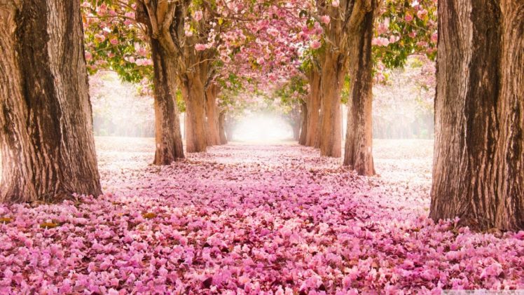 Featured image of post High Resolution Cherry Blossom Desktop Wallpaper Hd Find the best cherry blossom desktop wallpaper on wallpapertag