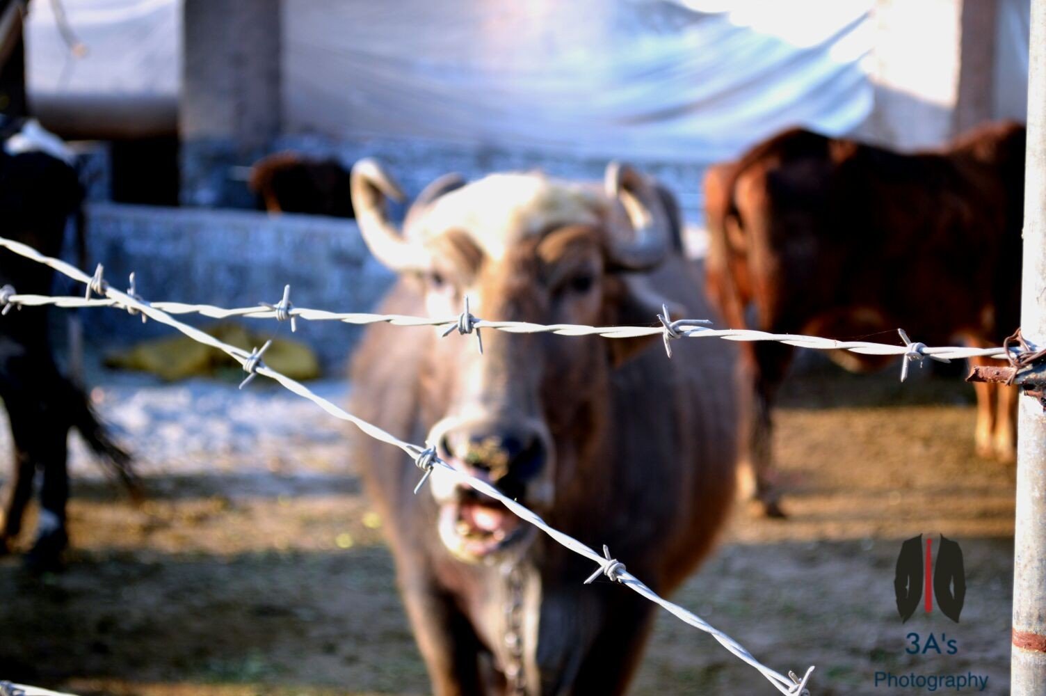 cows, Photography Wallpaper