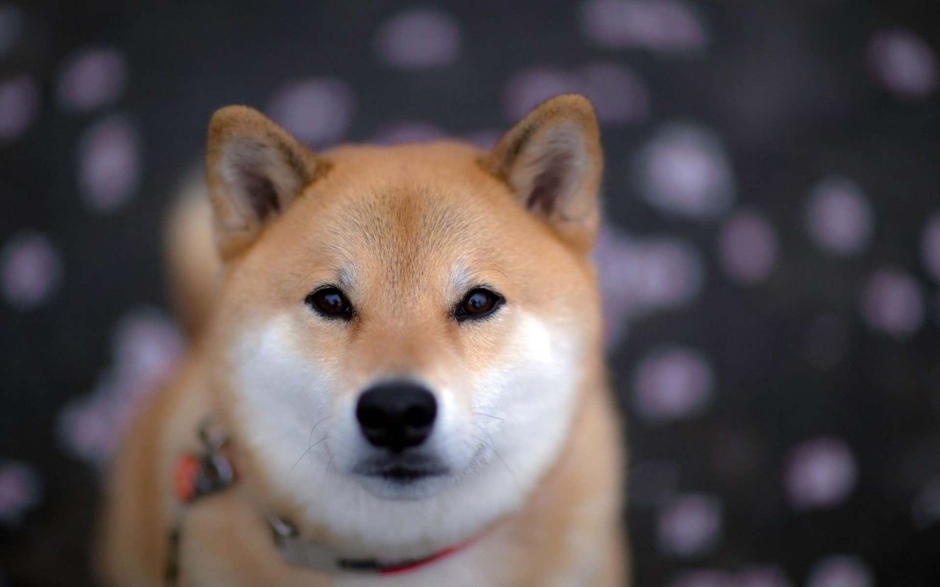 Shiba Inu HD Wallpapers / Desktop and Mobile Images & Photos