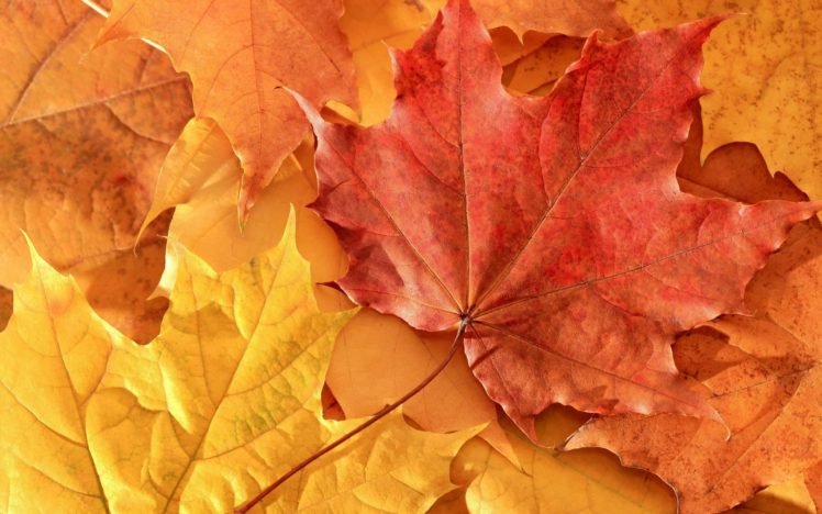 maple leaves, Leaves, Fall HD Wallpaper Desktop Background