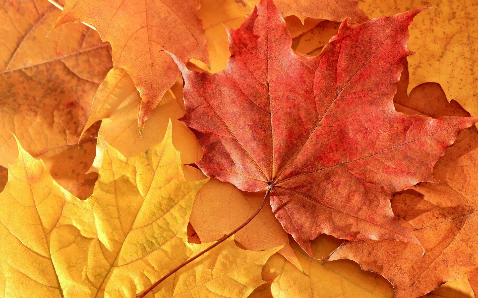 maple leaves, Leaves, Fall Wallpaper