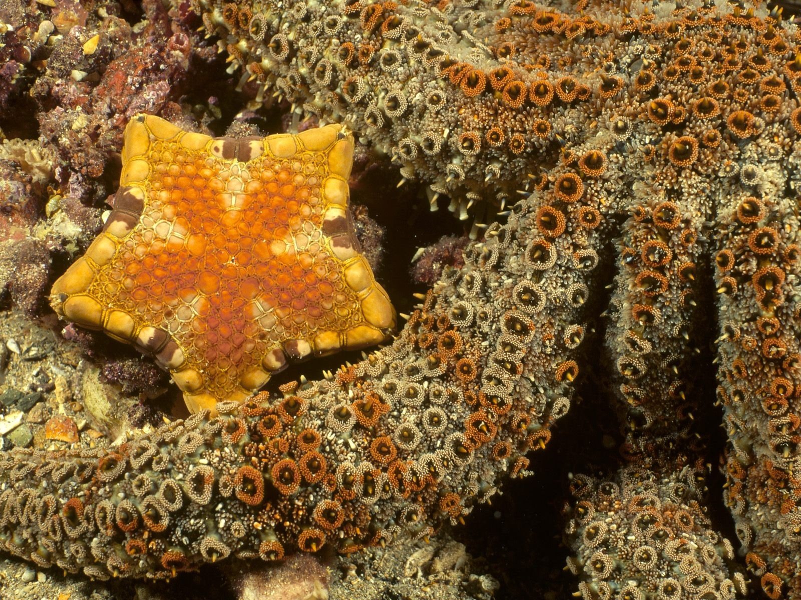 underwater, Starfish Wallpaper