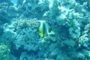 underwater, Coral, Sea anemones, Fish