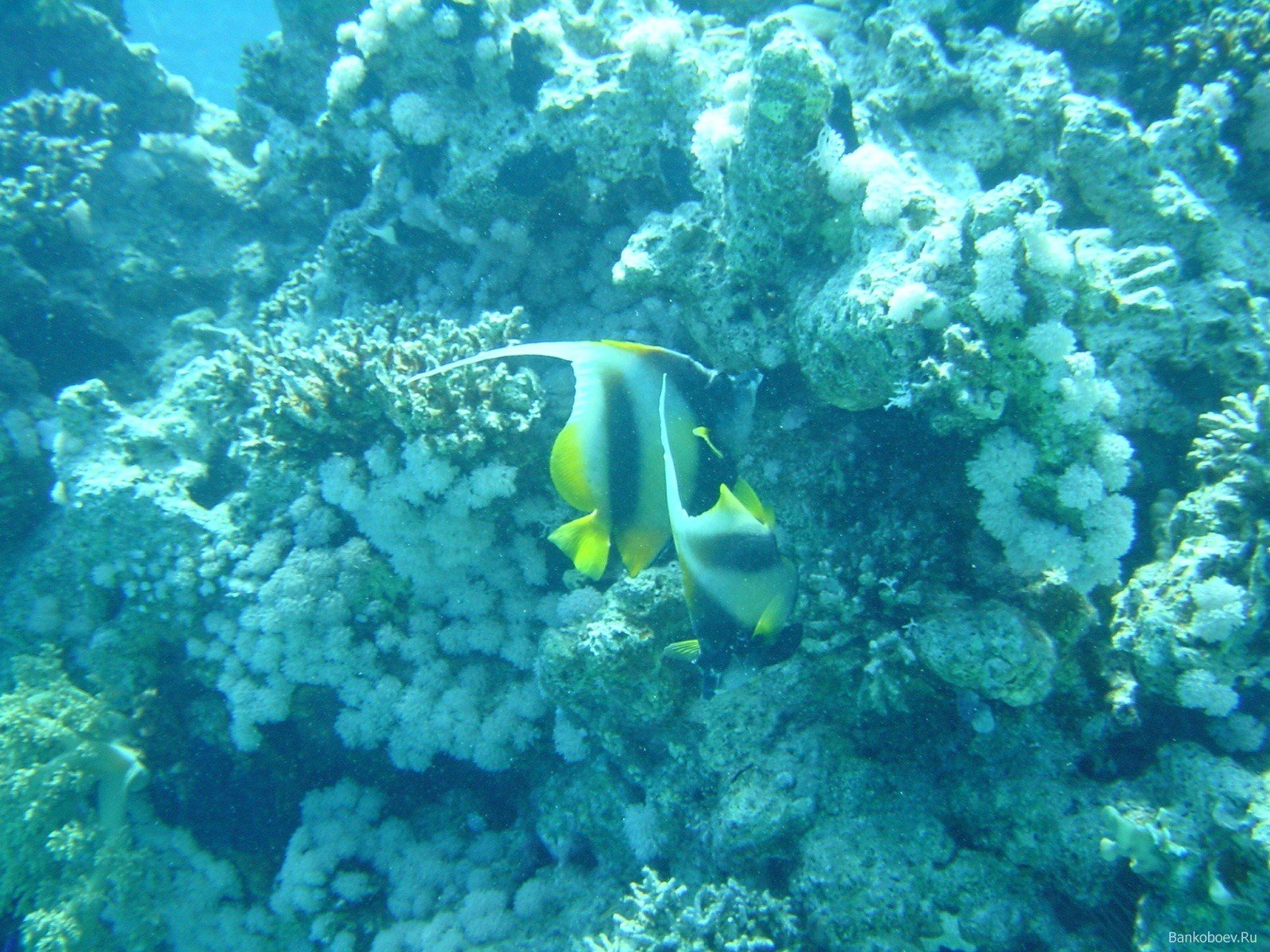 underwater, Coral, Sea anemones, Fish Wallpaper
