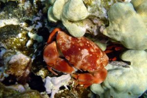 underwater, Crabs, Coral, Crustaceans