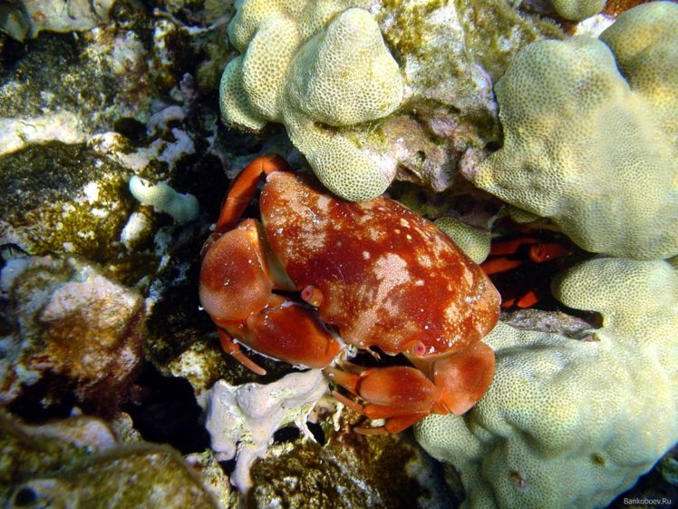 underwater, Crabs, Coral, Crustaceans HD Wallpaper Desktop Background