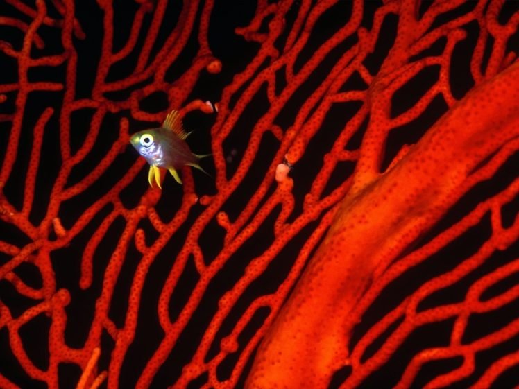 underwater, Coral, Fish HD Wallpaper Desktop Background