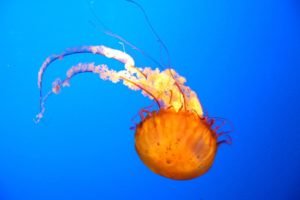 underwater, Jellyfish