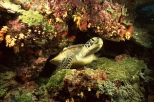 underwater, Turtle, Coral