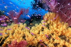 underwater, Fish, Coral