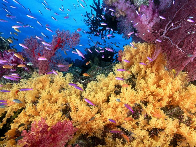 underwater, Fish, Coral HD Wallpaper Desktop Background