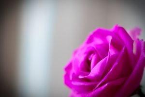rose, Pink roses