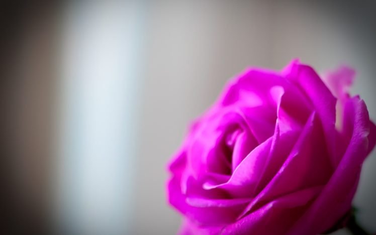 rose, Pink roses HD Wallpaper Desktop Background