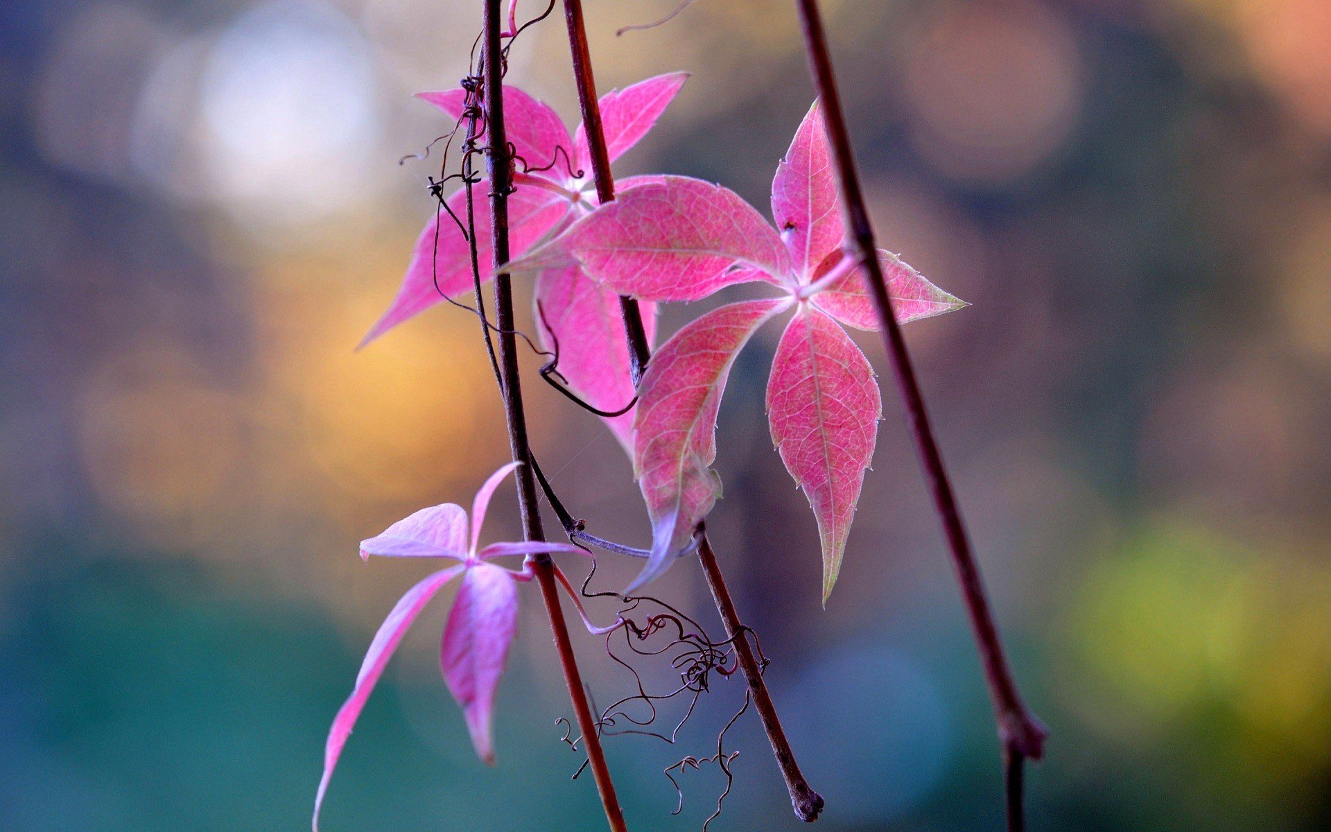 leaves, Macro, Pink Wallpaper