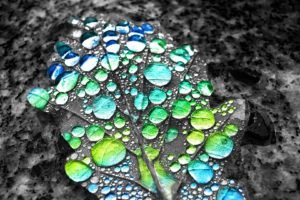 selective coloring, Water drops, Leaves