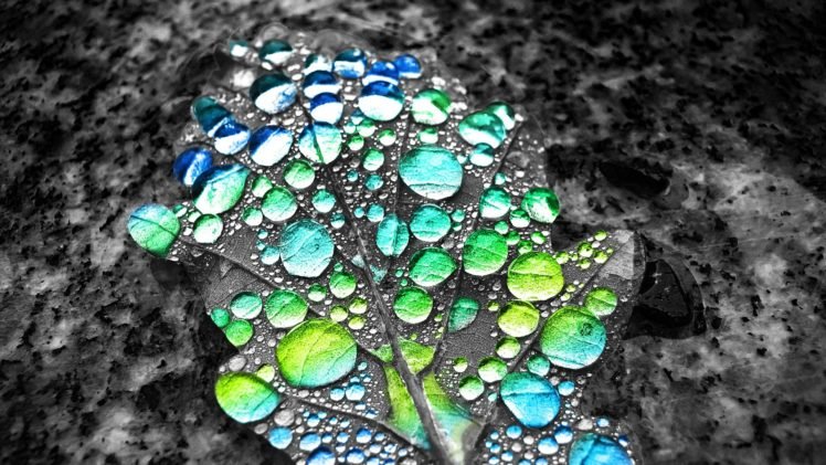 selective coloring, Water drops, Leaves HD Wallpaper Desktop Background