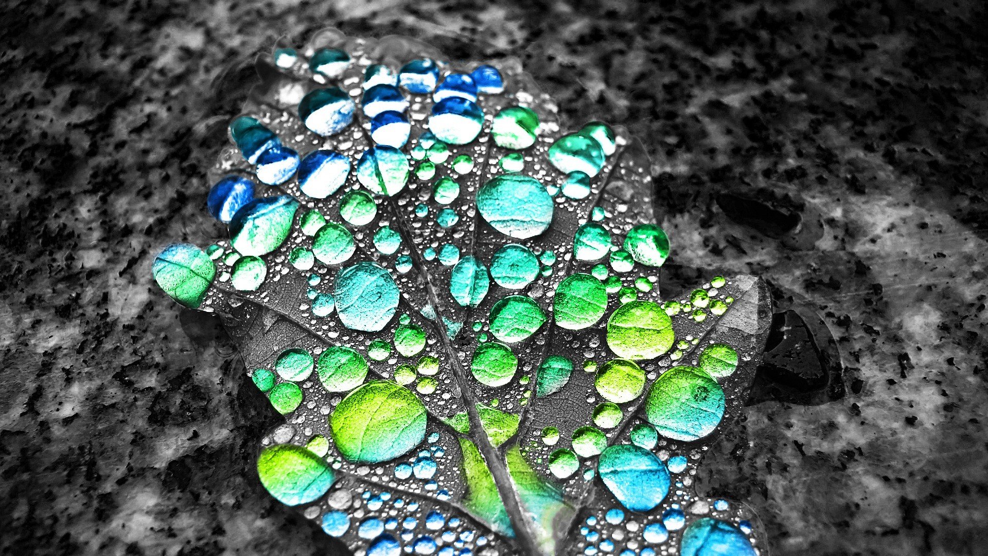 selective coloring, Water drops, Leaves Wallpaper