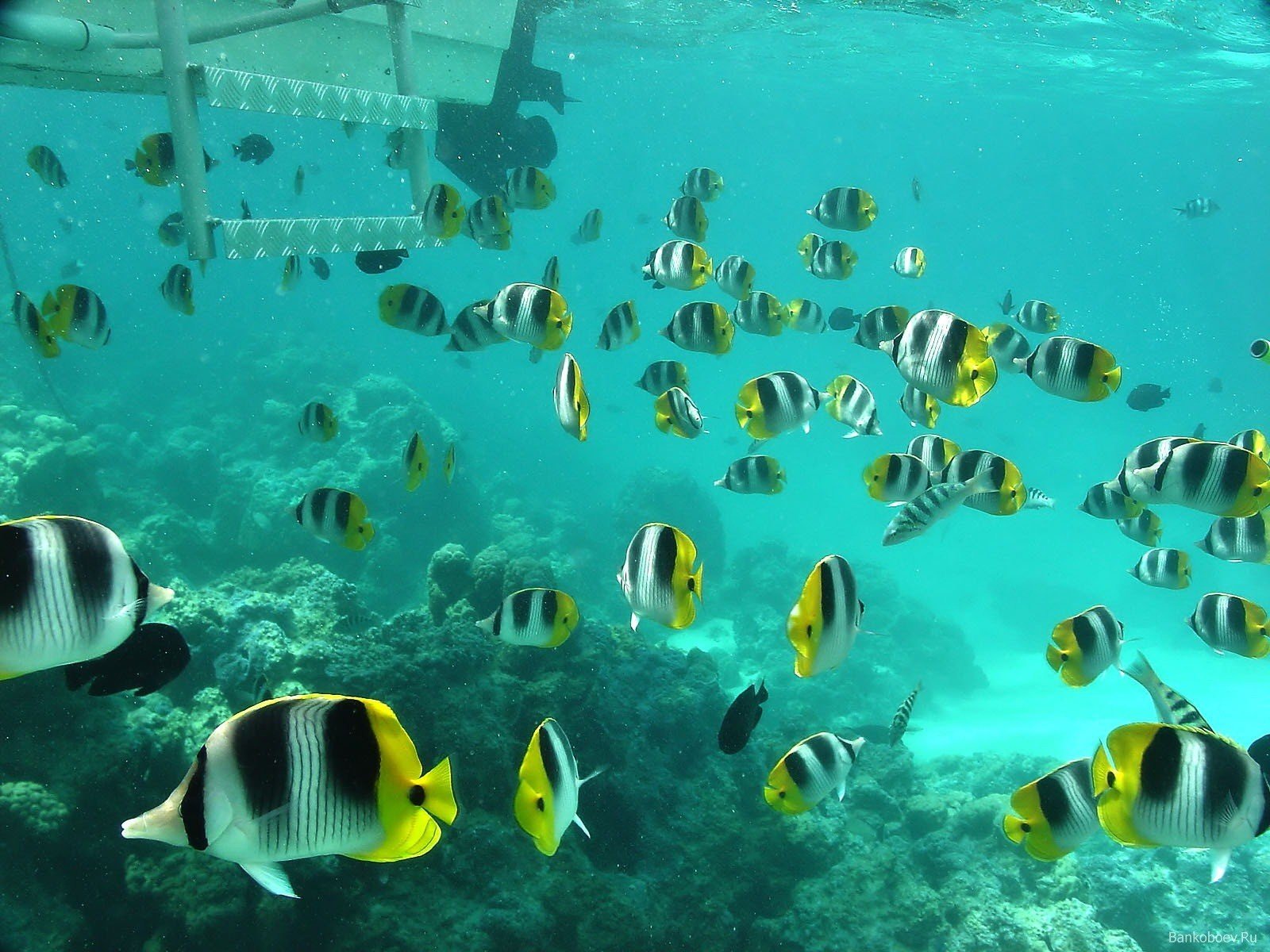 underwater, Fish Wallpaper