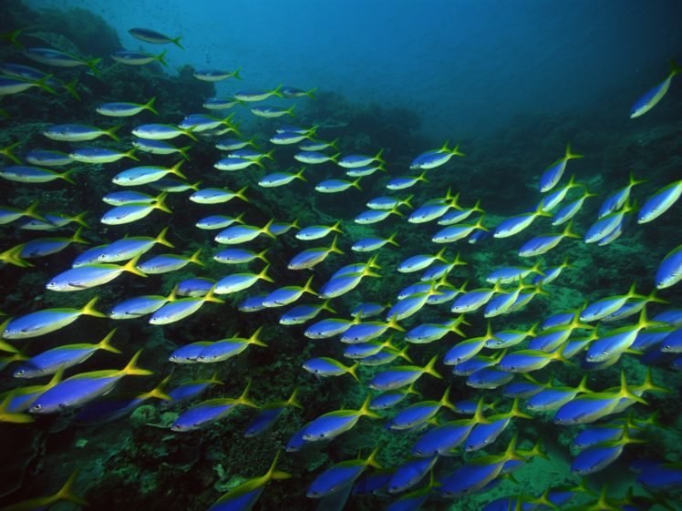underwater, Fish, Shoal of fish HD Wallpapers / Desktop and Mobile Images &  Photos