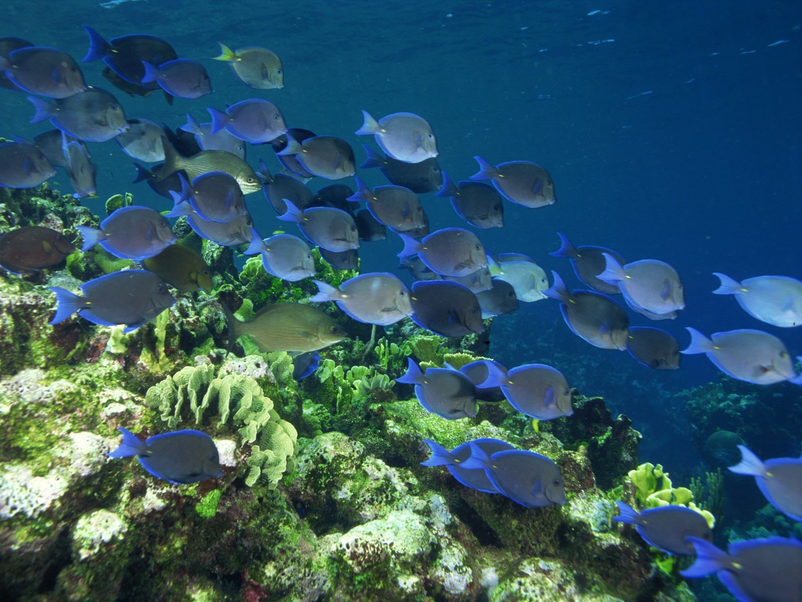 underwater, Fish, Coral Wallpaper