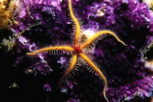 underwater, Starfish
