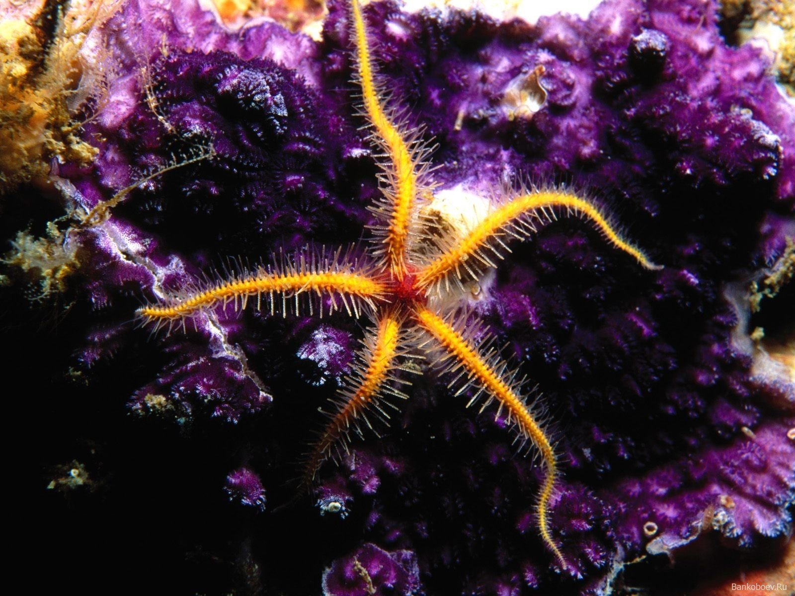 underwater, Starfish Wallpaper