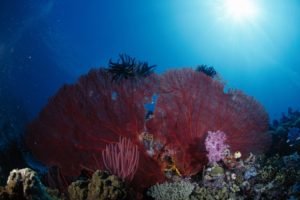 underwater, Coral, Sea anemones