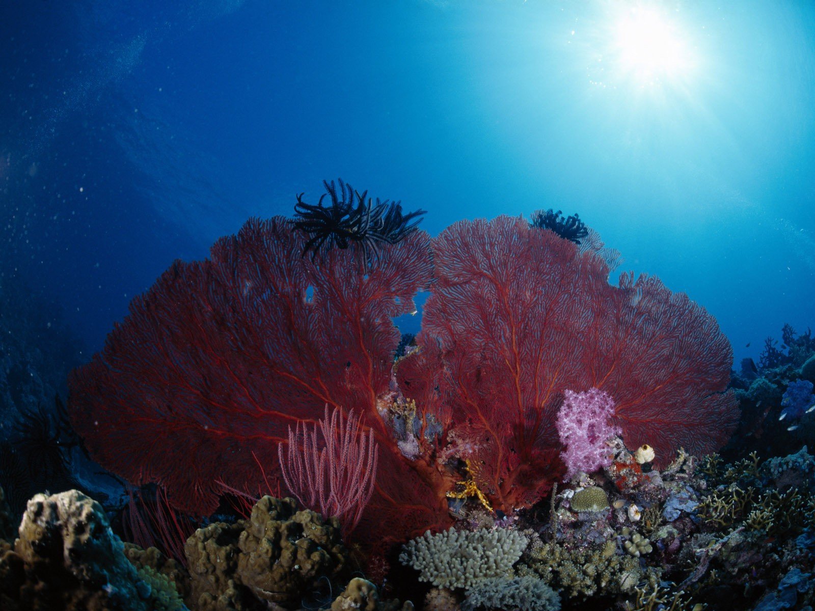 underwater, Coral, Sea anemones Wallpaper