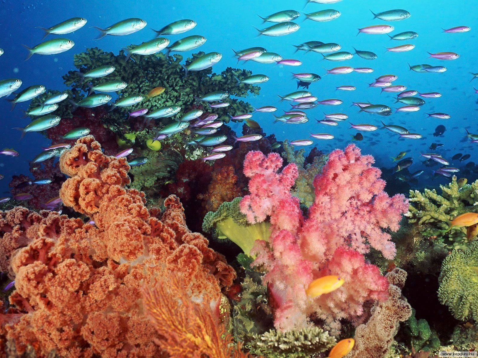 underwater, Fish, Coral Wallpaper