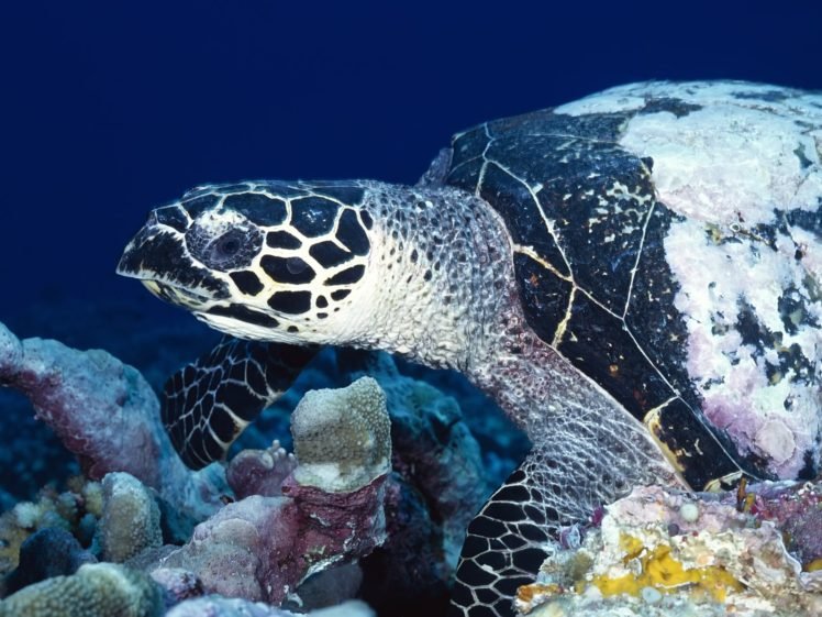 underwater, Turtle, Coral HD Wallpaper Desktop Background