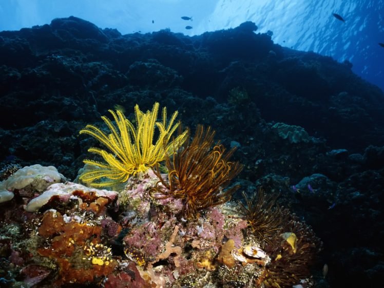 underwater, Coral, Sea anemones, Fish HD Wallpaper Desktop Background