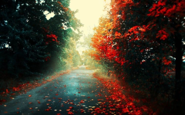 road, Fall, Red, Trees HD Wallpaper Desktop Background