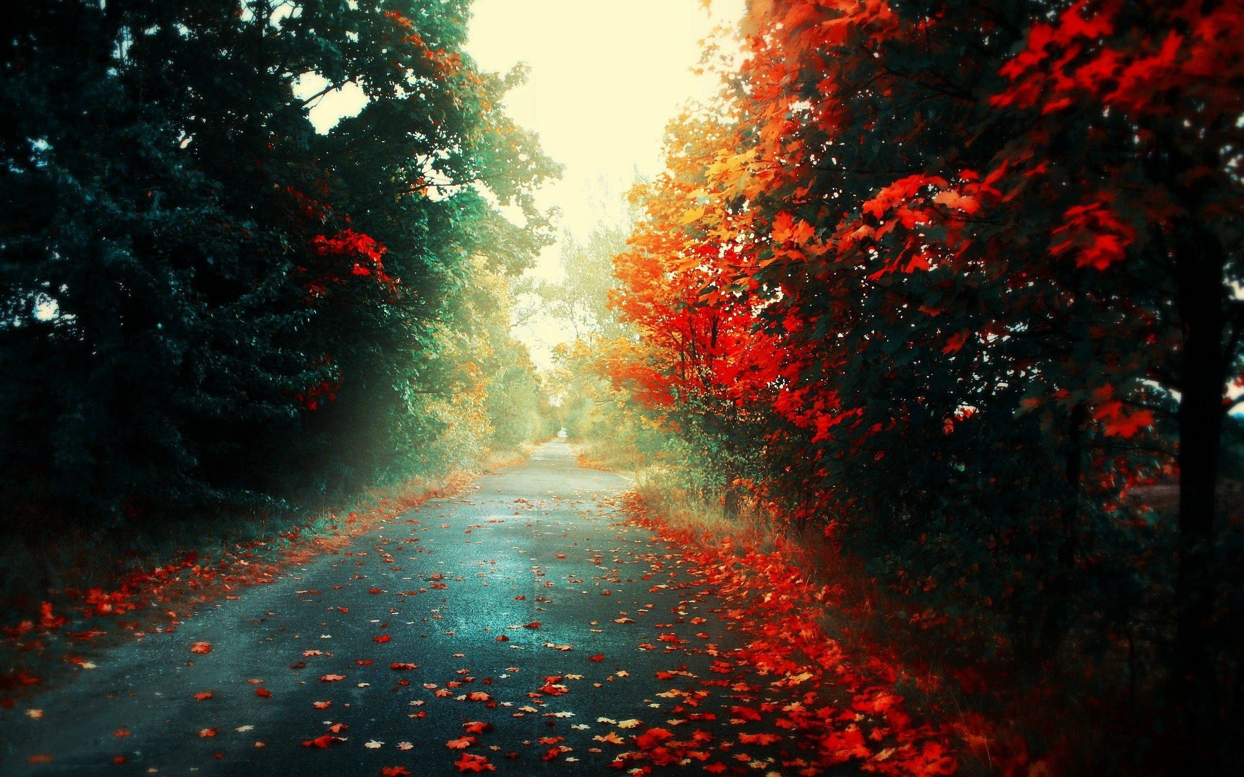 road, Fall, Red, Trees Wallpaper
