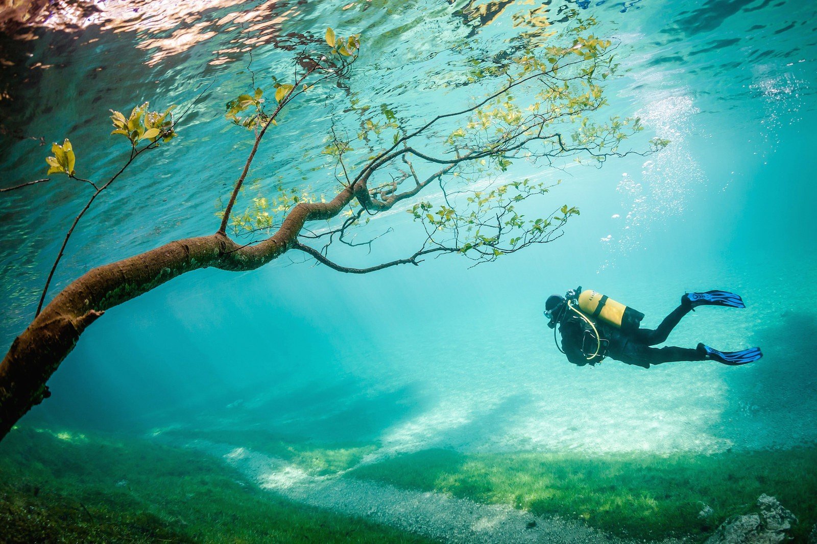 underwater, Branch, Divers Wallpaper
