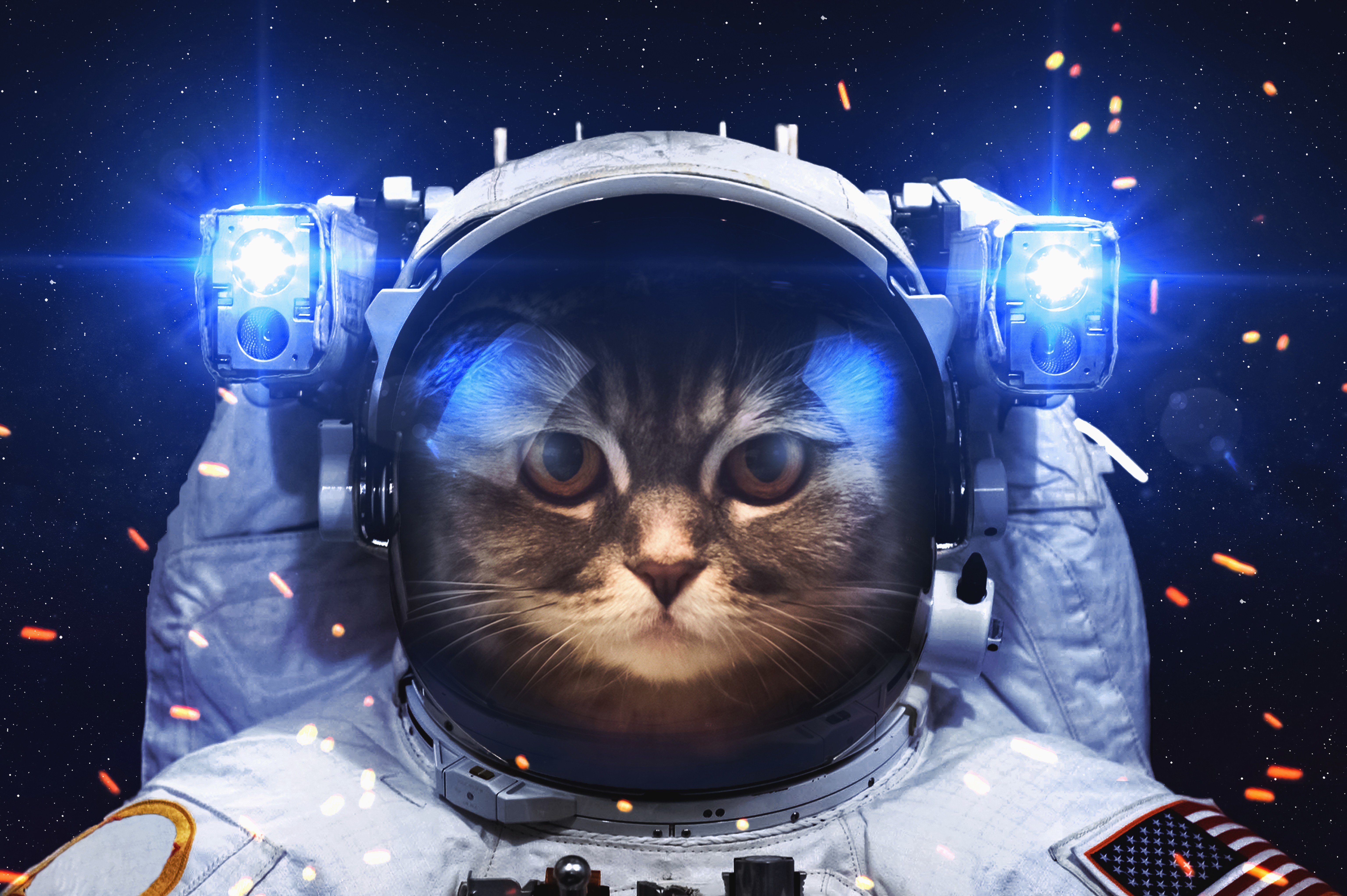 astronaut, Cat Wallpaper