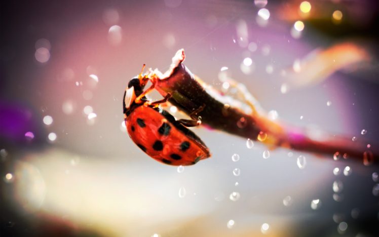macro, Ladybugs HD Wallpaper Desktop Background