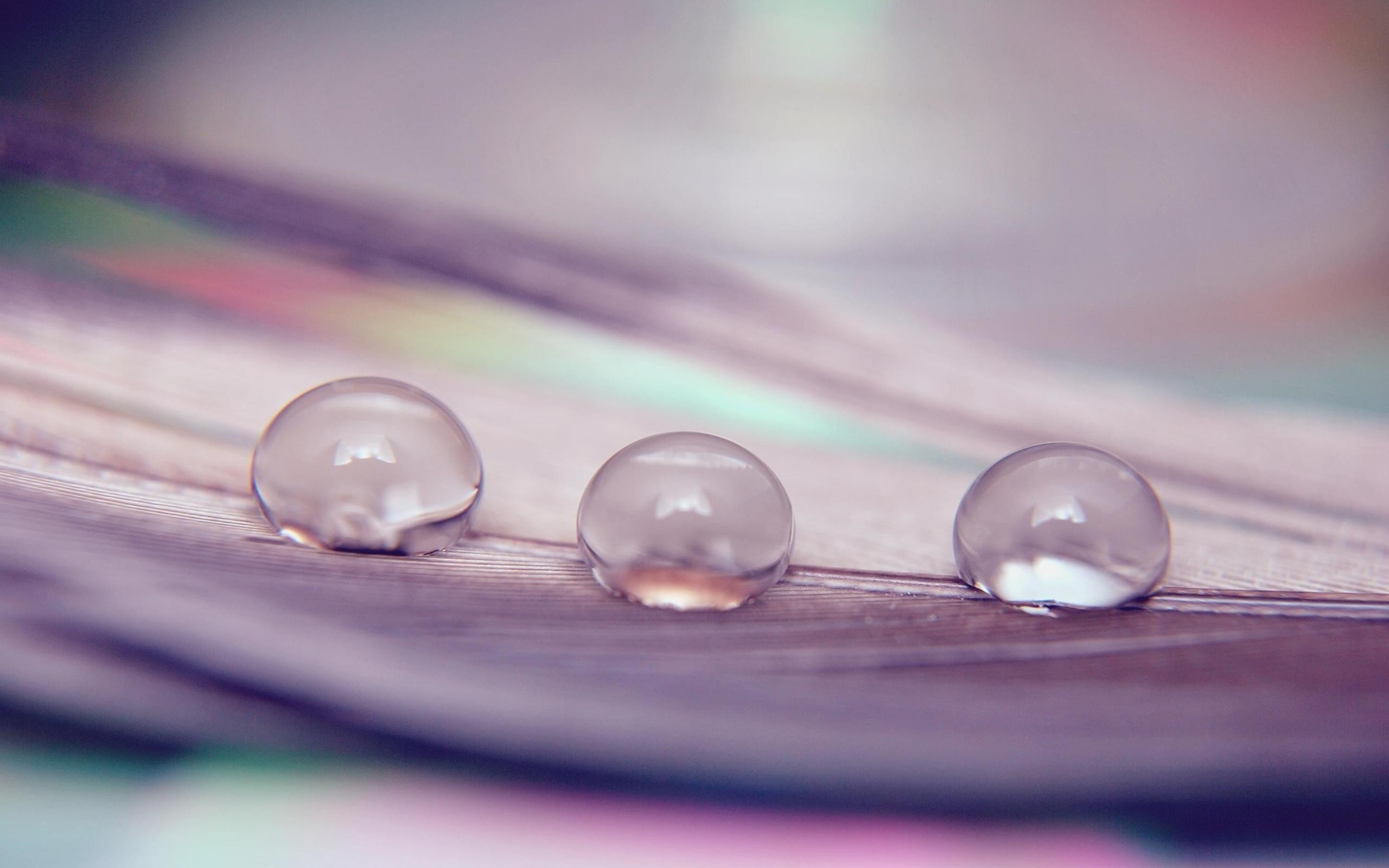 macro, Water drops Wallpaper