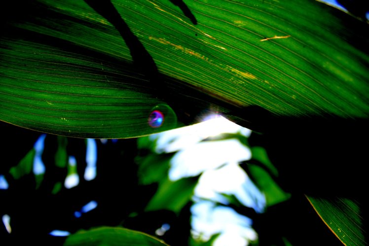corn, Wisconsin, Lens flare, Sunlight HD Wallpaper Desktop Background