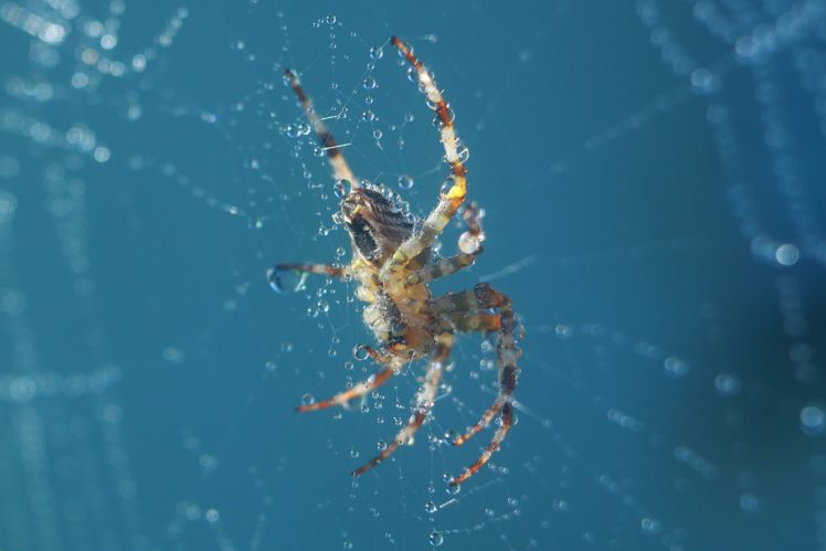macro, Spider, Spiderwebs HD Wallpaper Desktop Background