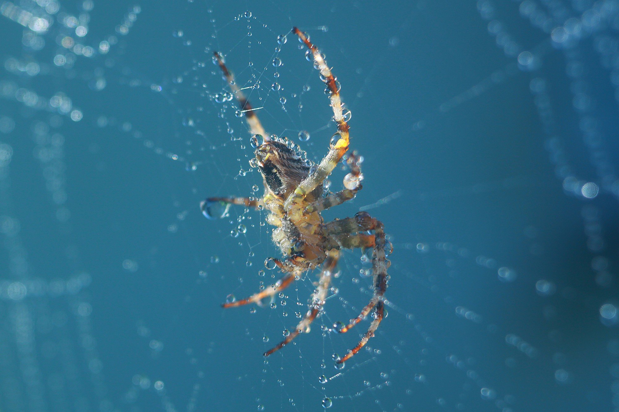macro, Spider, Spiderwebs Wallpaper