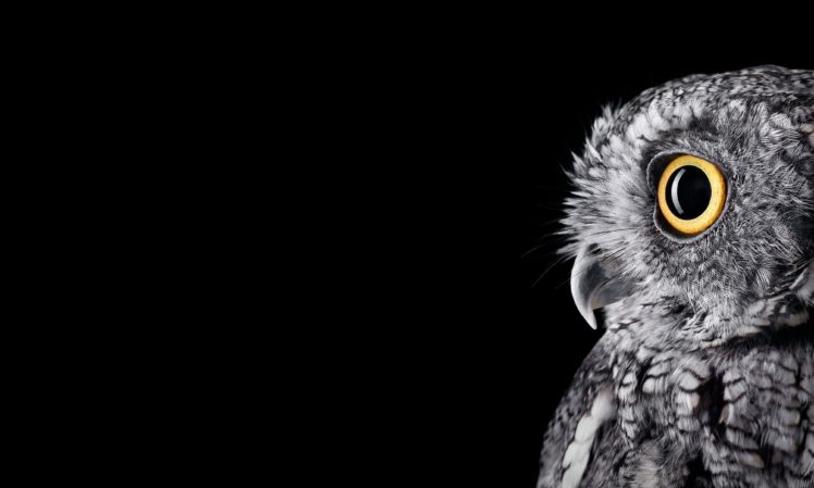 owl, Birds HD Wallpaper Desktop Background