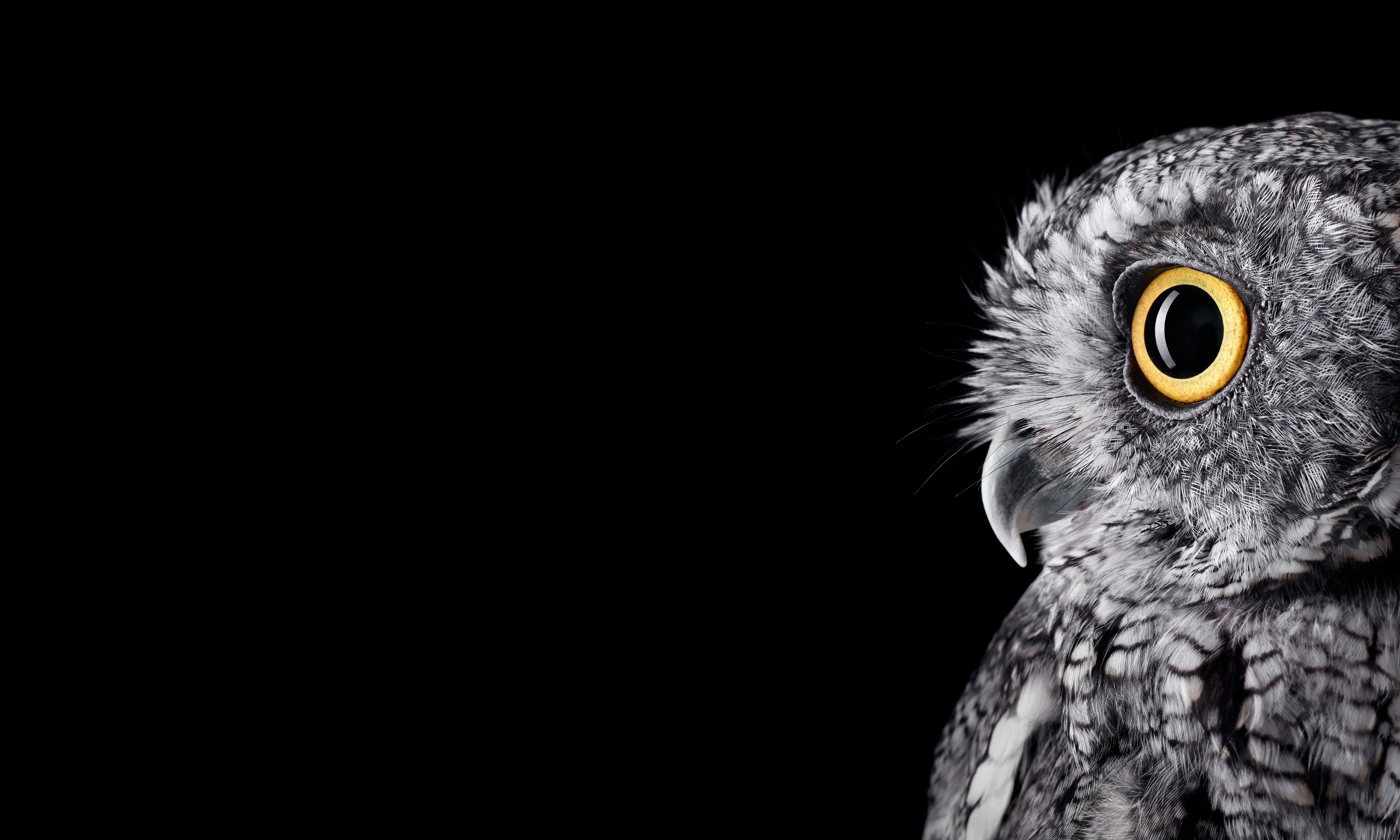 owl, Birds Wallpaper