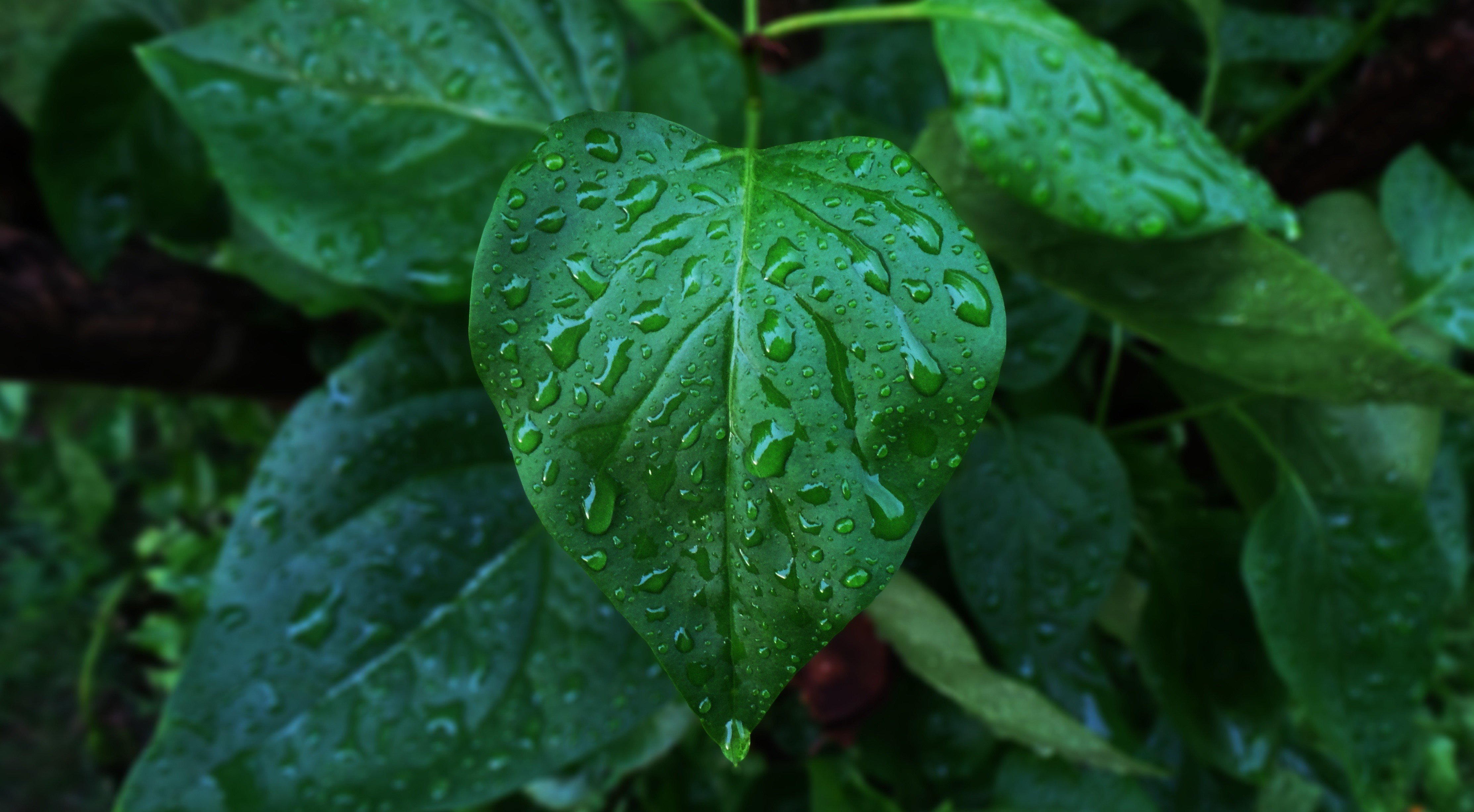 water drops, Leaves, Photography Wallpaper